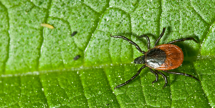 Lyme Disease Carrying Tick